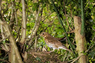 Naklejka na ściany i meble Song Thrush, turdus philomelos, Adult and Chicks at nest, Normandy