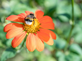 bourdon butinant une fleur rouge