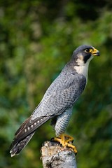 Peregrine Falcon, falco peregrinus, Normandy