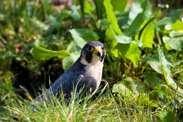 Peregrine Falcon, falco peregrinus, Normandy