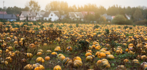 Rows of pumpkins in a field