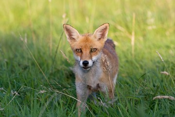 Red Fox, vulpes vulpes, Adult standing on Grass, Normandy