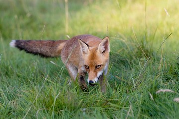 Red Fox, vulpes vulpes, Adult standing on Grass, Normandy