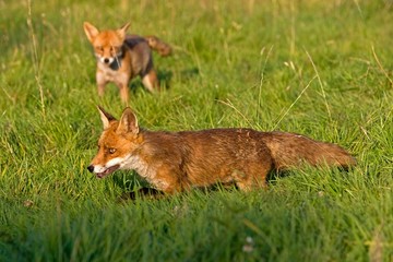 Red Fox, vulpes vulpes, Adult standing on Grass, Normandy