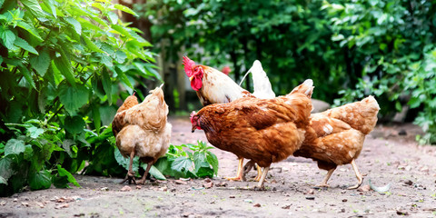 brown hens surround white cock on farm yard by bushes