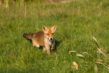 Red Fox, vulpes vulpes, Adult standing on Grass, Normandy