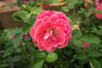 Single Pink Rose growing on plant. Rosa Gallica