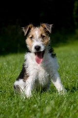 Wire-Haired Fox Terrier, Pup sitting on Grass