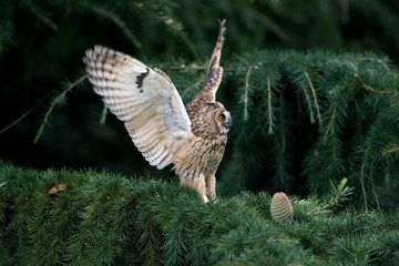 Long-Eared Owl, asio otus, Taking off, in Flight, Normandy