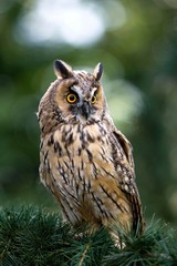 Long-Eared Owl, asio otus, standing on Branch, Normandy