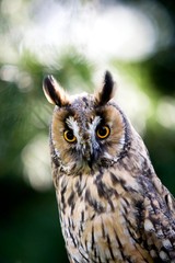 Fototapeta premium Long-Eared Owl, asio otus, Portrait, Normandy