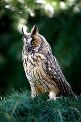 Long-Eared Owl, asio otus, standing on Branch, Normandy