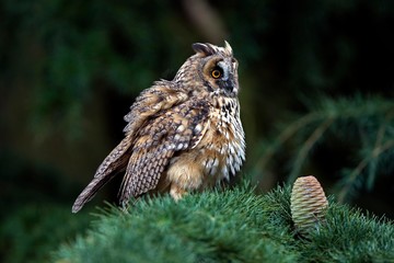 Long-Eared Owl, asio otus, standing on Branch, Normandy