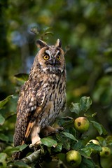 Long-Eared Owl, asio otus, standing on Apple Tree, Normandy