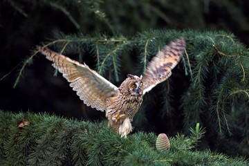 Long-Eared Owl, asio otus, taking off, in Flight, Normandy