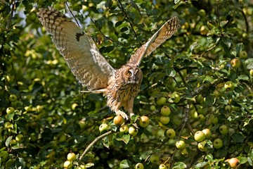 Long-Eared Owl, asio otus, standing on Apple Tree, Taking off, in Flight, Normandy