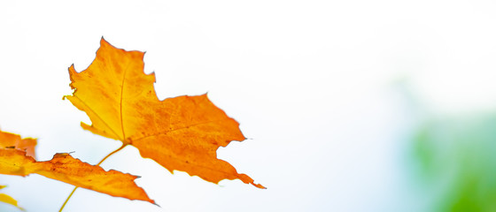 Maple leaves in autumn forest. Tree branch with autumn leaves. Yellowed maple leaves on a blurred background. Autumn nature background with bokeh. Very shallow focus