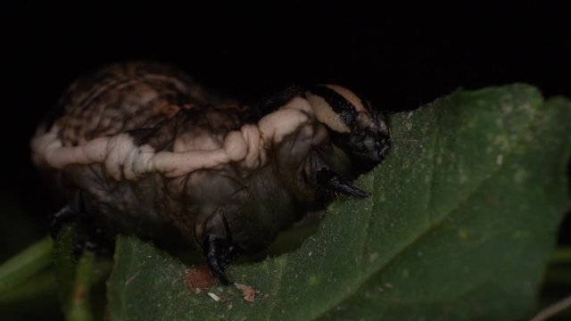 Extreme macro giant caterpillar pest eating a leaf black background
