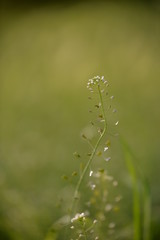 medicinal plant Capsella bursa-pastoris in spring season. the shepherd's bag at flowering
