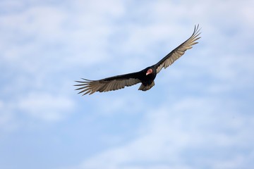 Turkey Vulture, cathartes aura, in Flight, Paracas Reserve in Peru