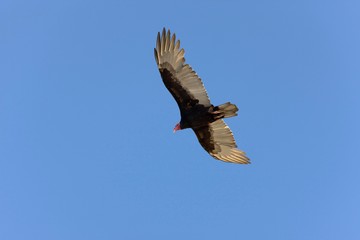 Turkey Vulture, cathartes aura, in Flight, Paracas Reserve in Peru