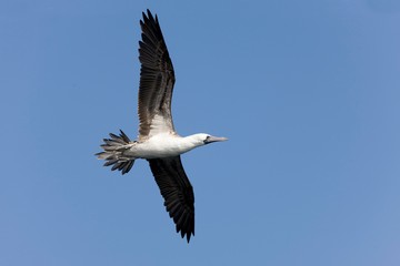 Peruvian Booby, sula variegata, in flight, Ballestas Islands at Paracas Reserve in Peru