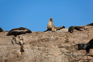 South American Fur Seal, arctocephalus australis, Paracas Reserve in Peru