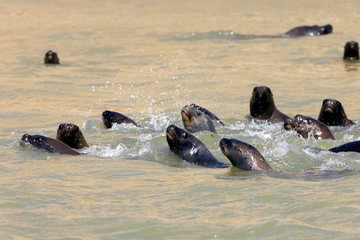 Fototapeta premium South American Sea Lion or Southern Sea Lion, otaria byronia, Group Swimming, Paracas Reserve in Peru