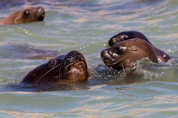 South American Sea Lion or Southern Sea Lion, otaria byronia, Group Swimming, Paracas Reserve in Peru