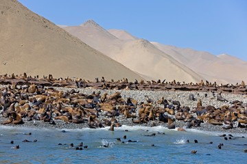 South American Sea Lion or Southern Sea Lion, otaria byronia, Colony at Paracas Reserve in Peru