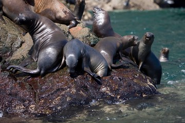 South American Sea Lion or Southern Sea Lion, otaria byronia, Groupe standing on Rocks, Paracas Reserve in Peru