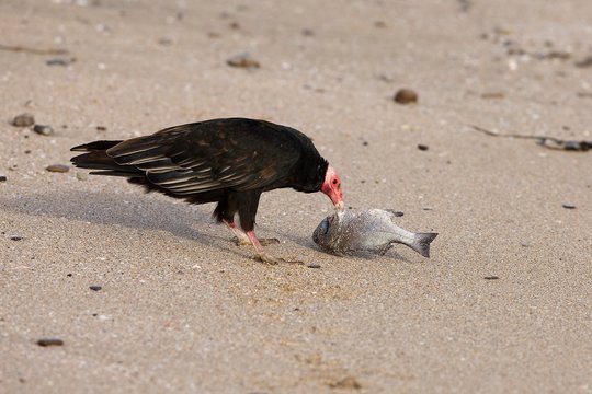 Turkey Vulture, cathartes aura, Eating a Fish, Paracas Reserve in Peru