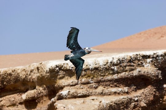 Peruvian Pelican, pelecanus thagus, in Flight, Ballestas Island at Paracas Reserve in Peru
