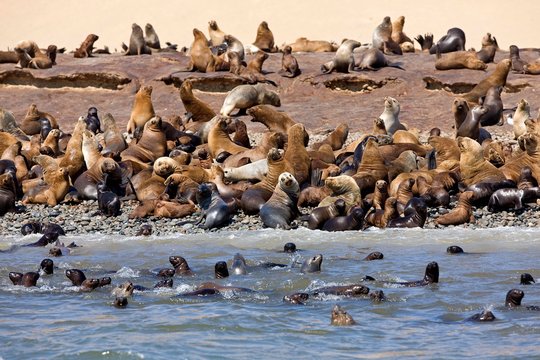 South American Sea Lion or Southern Sea Lion, otaria byronia, Colony at Paracas Reserve in Peru