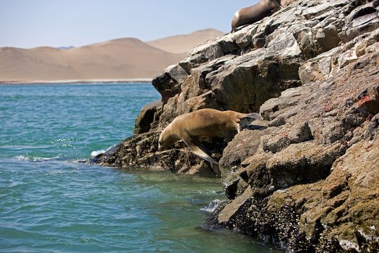 South American Sea Lion or Southern Sea Lion, otaria byronia, Paracas Reserve in Peru