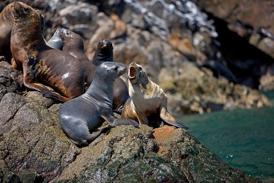 South American Sea Lion or Southern Sea Lion, otaria byronia, Group standing on Rocks, Paracas Reserve in Peru
