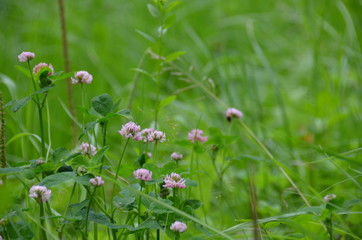 flowers in the grass