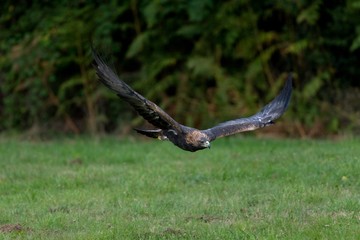Golden Eagle, aquila chrysaetos, in Flight