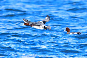 Pfeifenten an der Ostsee (Mareca penelope)	