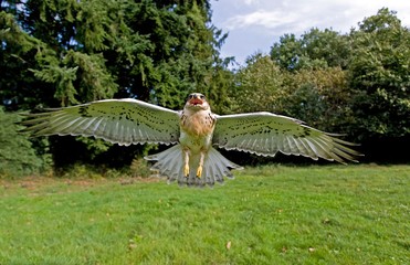 Ferruginous Hawk, buteo regalis, in Flight
