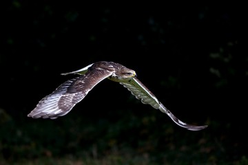 Ferruginous Hawk, buteo regalis, in Flight