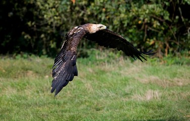 Imperial Eagle, aquila heliaca, in Flight