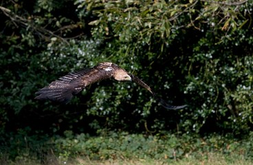 Imperial Eagle, aquila heliaca, in Flight