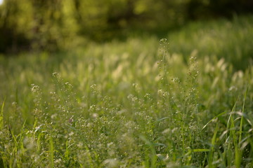 medicinal plant Capsella bursa-pastoris in spring season. the shepherd's bag at flowering
