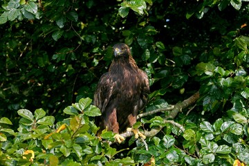 Golden Eagle, aquila chrysaetos