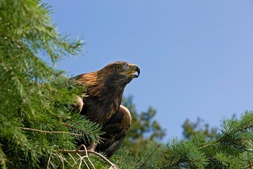 Golden Eagle, aquila chrysaetos, standing on Pine Tree, Calling