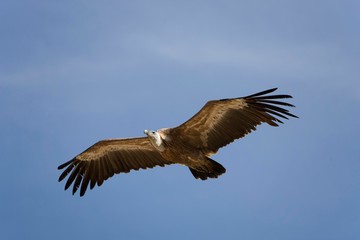 Griffon Vulture, gyps fulvus, in flight