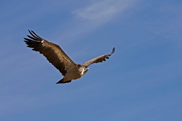 Griffon Vulture, gyps fulvus, in flight