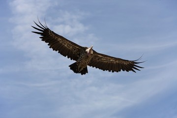 Ruppell's Vulture, gyps rueppellii, in Flight