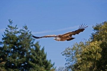 Griffon Vulture, gyps fulvus, in flight